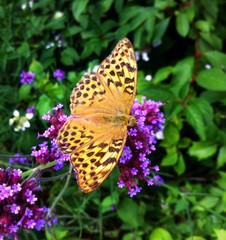 Beautiful Vibrant Butterfly