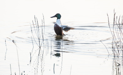 Shoveller duck cleaning itself
