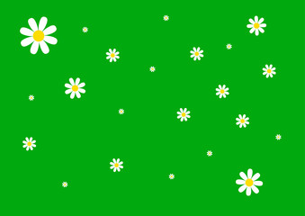 Camomile flowers green spring background