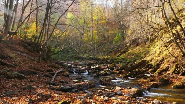 The mountain river in autumn forest and the sun shining through the foliage.