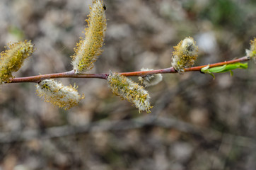 Branch of pussywillow (Salix caprea) on spring