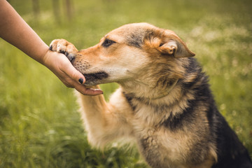 Beautiful gentle dog giving his paw to a human, asking for a dog treat