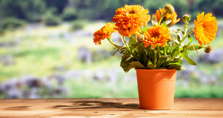 Calendula on wooden table, blur nature background, copy space, banner