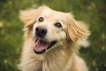 Summer outdoor portrait of young golden retriever with beautiful smile
