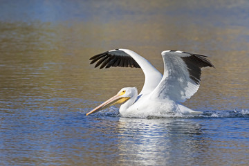 Bird white pelican landing at San Diego lake