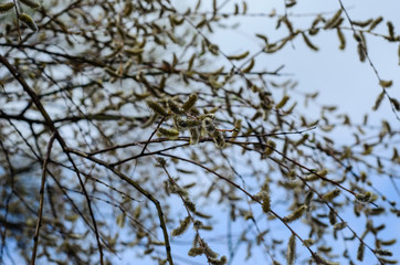 Branches of pussywillow (Salix caprea) on spring