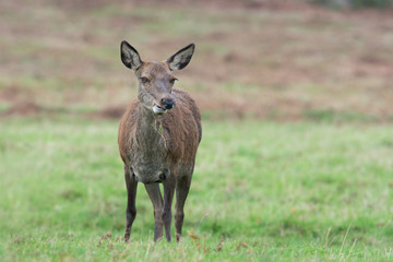 Red Deer Hind (Cervus elaphus)/Red Deer Hind in open field of grass and bracken