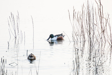 shoveller duck in the reeds
