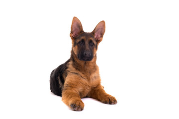 Obraz premium German Shepherd puppy