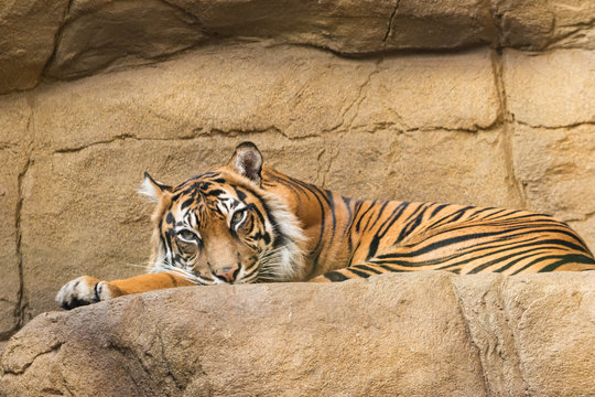 Resting tiger at London Zoo. - Powered by Adobe