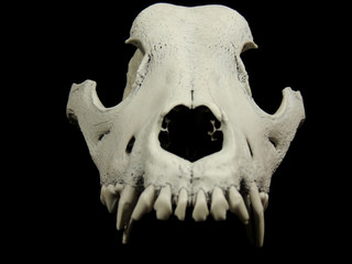 Teeth of upper jaw of the dogs skull on black background   © AnyVIDStudio