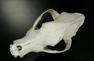 Upper view on the frontal bone of dogs skull on black surface
