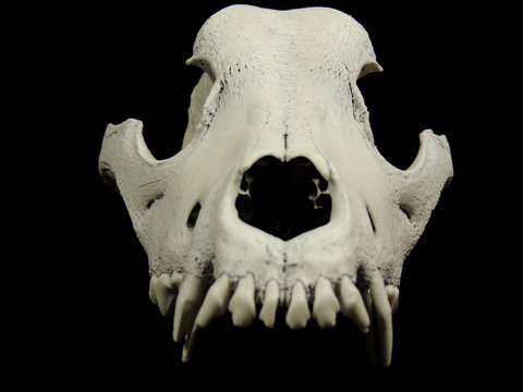 Teeth of upper jaw of the dogs skull on black background
