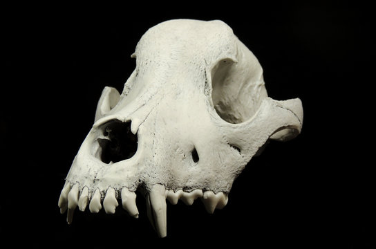 Front shot of the dog skull without lower jaw 
