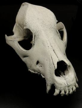 Skull of dog with preserved teeth studio isolated
