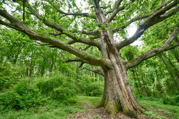 White Oak Tree