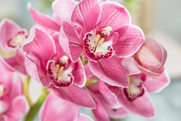 Naklejka na ściany i meble Pink orchid flower on light background. Light pastel poster with orchids phalaenopsis.