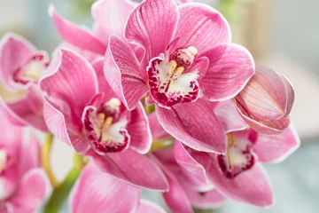 Gordijnen Pink orchid flower on light background. Light pastel poster with orchids phalaenopsis. © malkovkosta