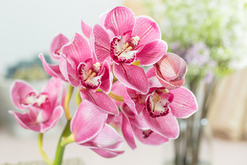 Pink orchid flower on light background. Light pastel poster with orchids phalaenopsis.