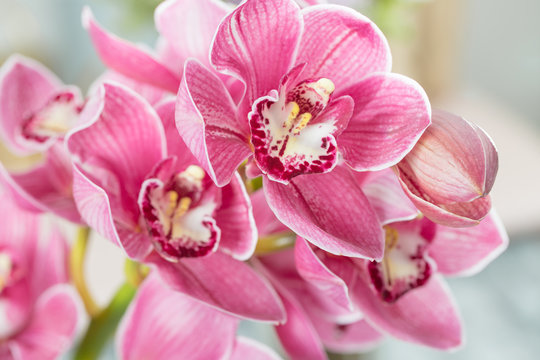 Fototapeta Pink orchid flower on light background. Light pastel poster with orchids phalaenopsis.