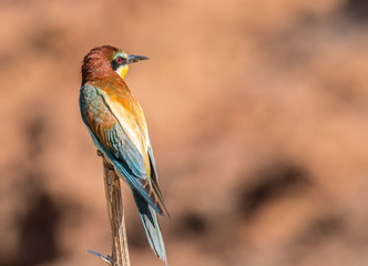 the bee-eaters return every summer to spain leaving scenes of hunting, color, relationships with their partners, feeding, etc. beautiful to contemplate ...