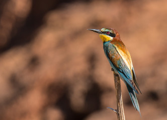 the bee-eaters return every summer to spain leaving scenes of hunting, color, relationships with their partners, feeding, etc. beautiful to contemplate ...