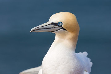 Northern Gannet Morus bassanus at the Island Helgoland, Germany