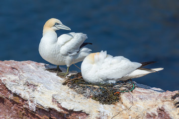 Mating Northern gannets in breeding colony at cliffs of Helgoland island, Germany
