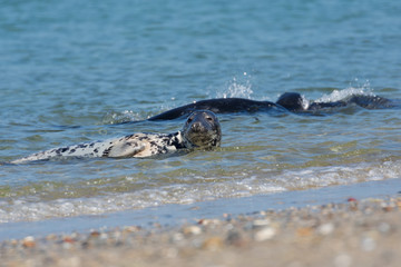 Grey seals playing in the water near the beach of Helgoland, Germany