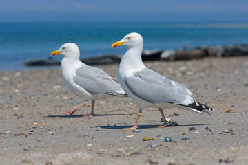 Fototapeta na wymiar Herring gulls at beach of German island Dune near Helgoland in the Northsea