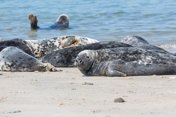 Grey seals resting at the beach of Helgoland, Germany