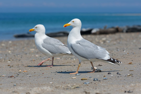 Herring gulls at beach of German island Dune near Helgoland in the Northsea