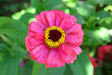 Pink flower of Zinnia. Pink flower in garden. Green blur background.