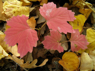Red leaves