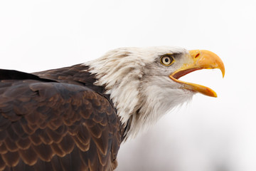 Obraz premium Weisskopfseeadler