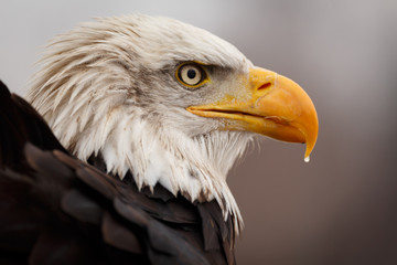 Weisskopfseeadler