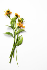 the Blooming yellow Ornithogalum Dubium on a white background