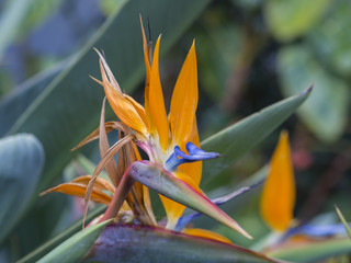 close up blooming Strelitzia reginae orange and blue flower head crane flower or bird of paradis