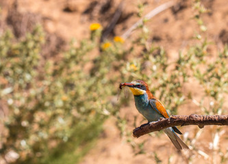 the bee-eaters return every summer to spain leaving scenes of hunting, color, relationships with their partners, feeding, etc. beautiful to contemplate ...