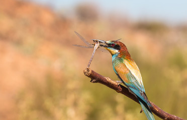 the bee-eaters return every summer to spain leaving scenes of hunting, color, relationships with their partners, feeding, etc. beautiful to contemplate ...