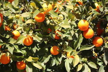 Orange Tree