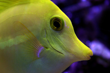 Zebrasoma Yellow tang fish