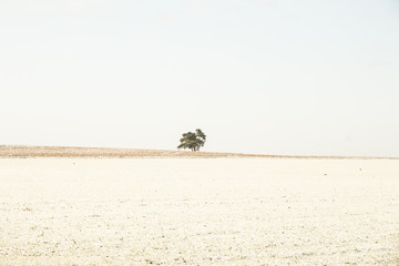Einsamer Baum