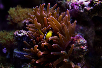 Fototapeta na wymiar Clarkii Clownfish (Amphiprion clarkii)