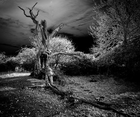 The Old Hanging tree