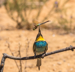 the bee-eaters return every summer to spain leaving scenes of hunting, color, relationships with their partners, feeding, etc. beautiful to contemplate ...