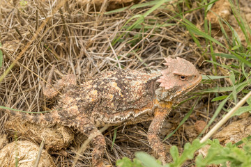 Arizona Horned Toad