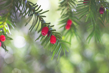 European yew (taxus baccata) tree; winter background