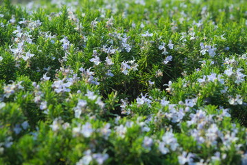Fototapeta premium flower