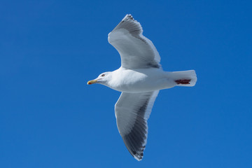 カモメと青空